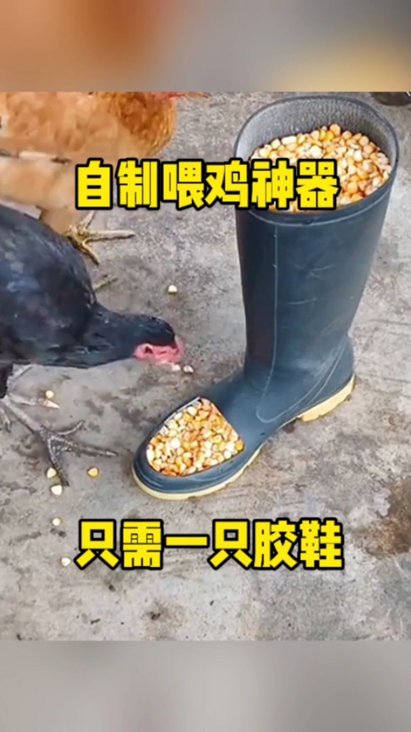 自制喂鸡神器,只需一只胶鞋!