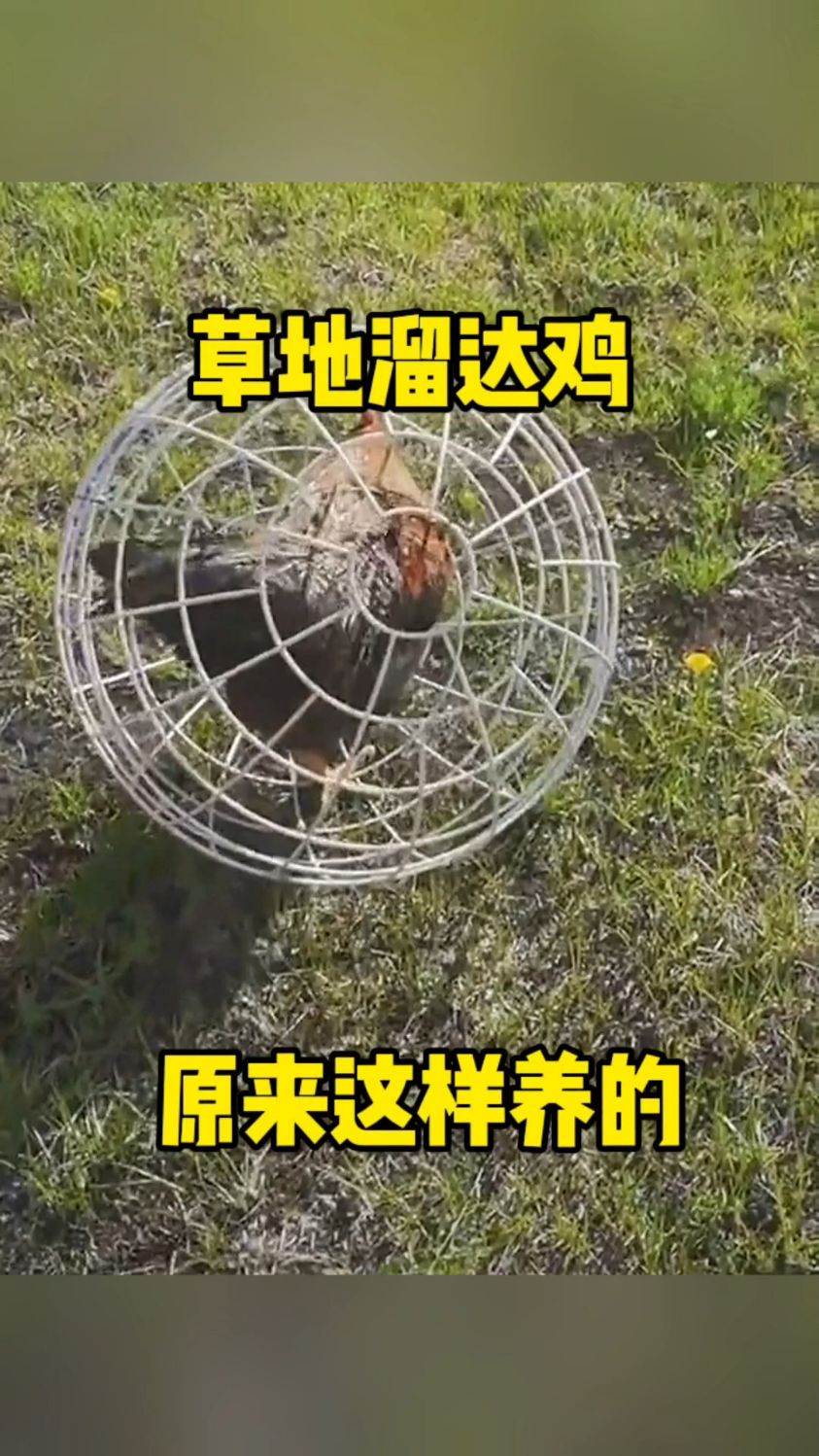 草地溜达鸡,原来这样养的!