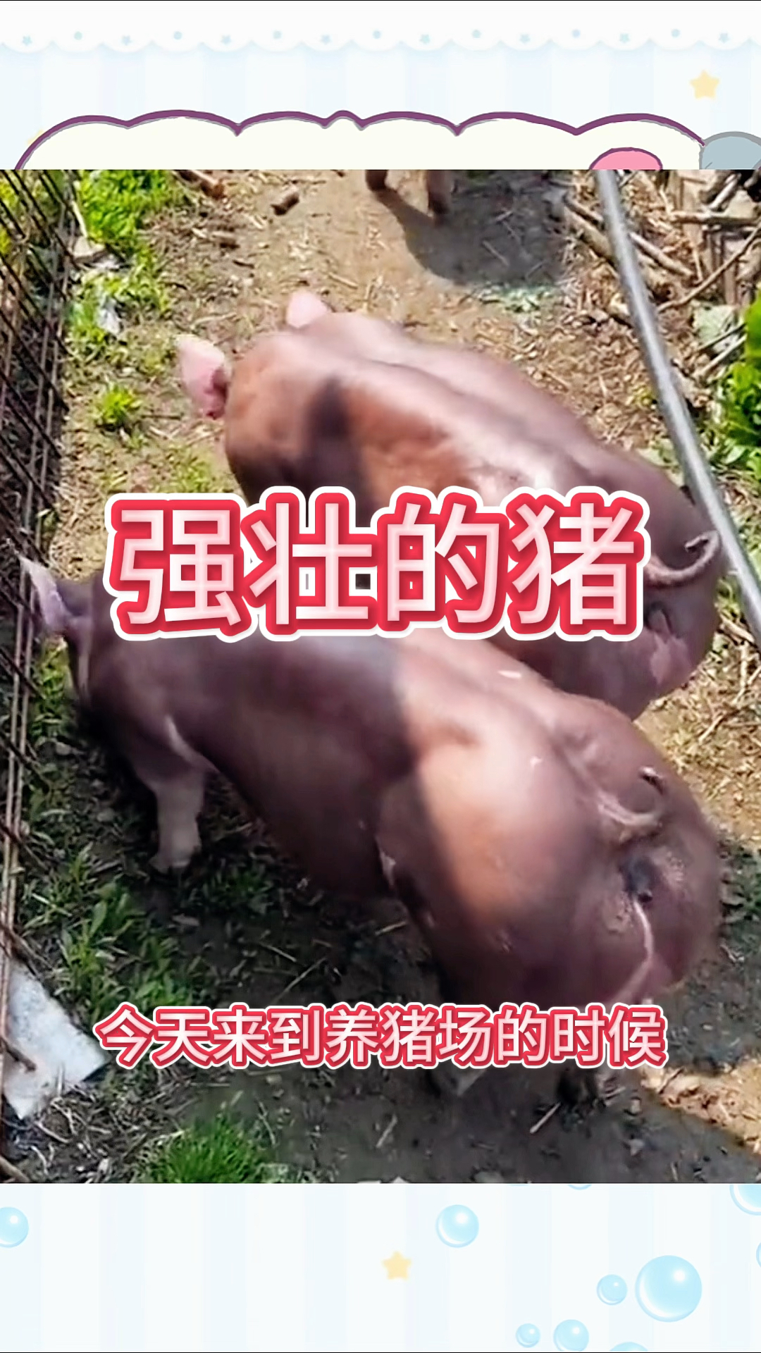 强壮的猪,居然全身都是腱子肉
