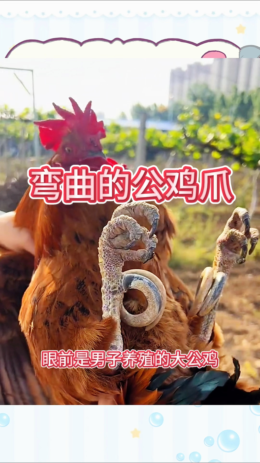弯曲的公鸡爪,太有个性了