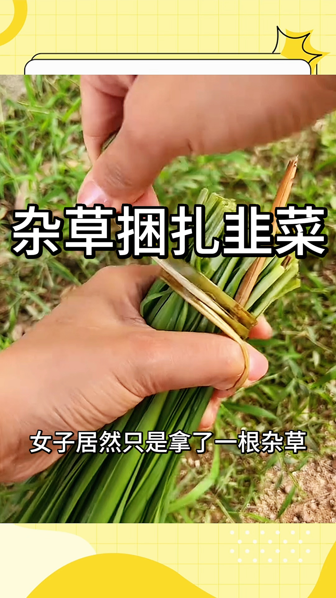 杂草捆扎韭菜，很轻松的就完成了