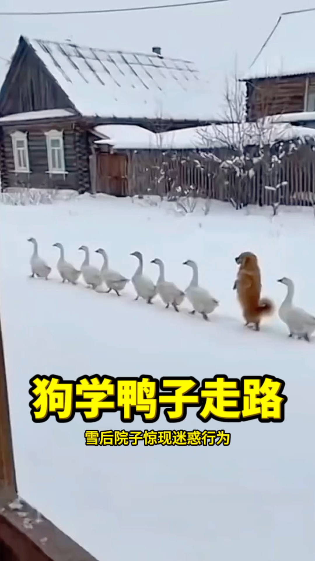 狗学鸭子走路,太搞笑了!