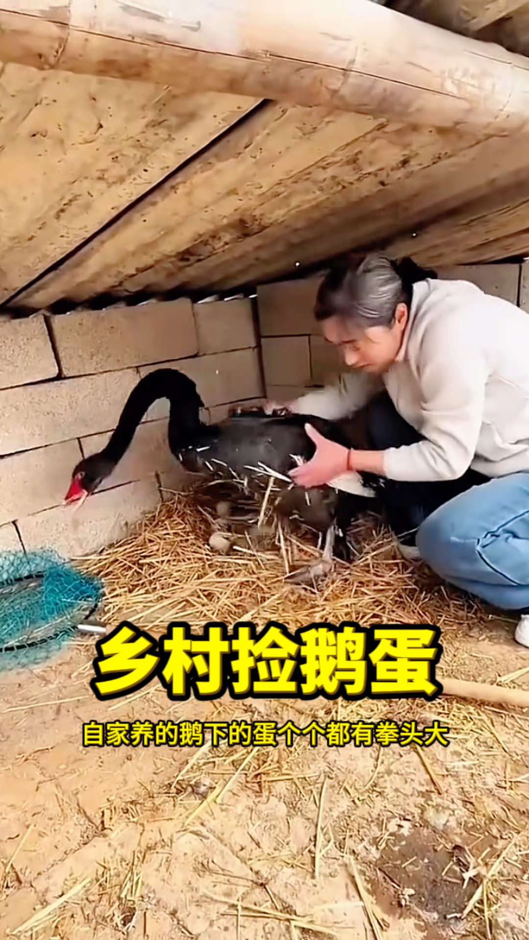 乡村捡鹅蛋，捡了一大盆！