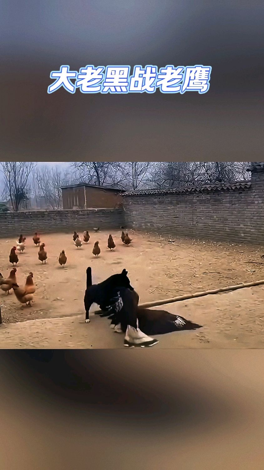 狗狗太狠了，把老鹰逮住了