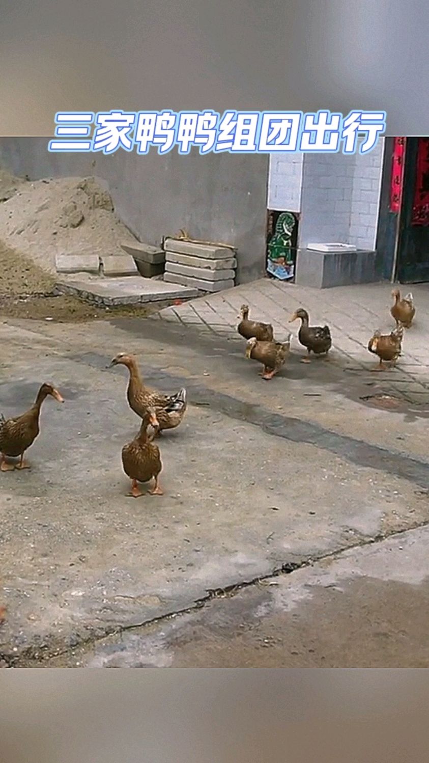 一群小鸭子，也太可爱了