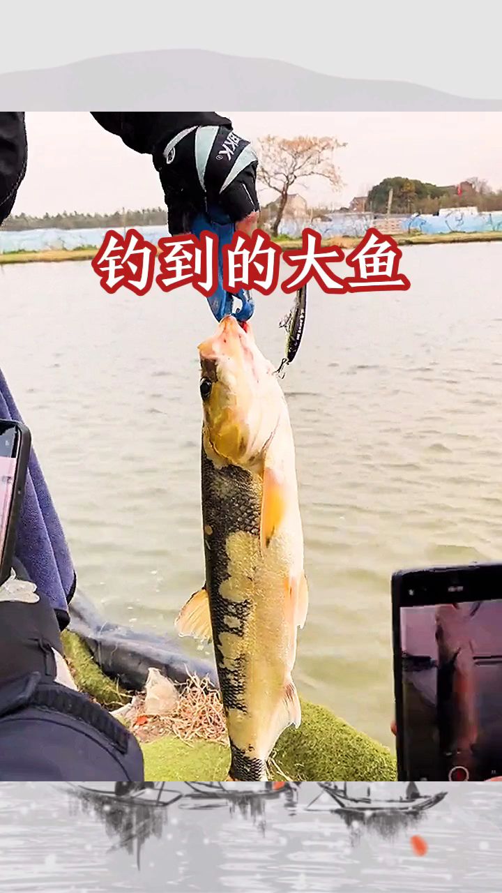 钓到的大鱼,花斑鱼