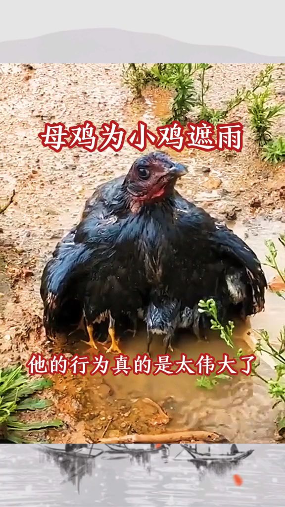 母鸡为小鸡遮风挡雨