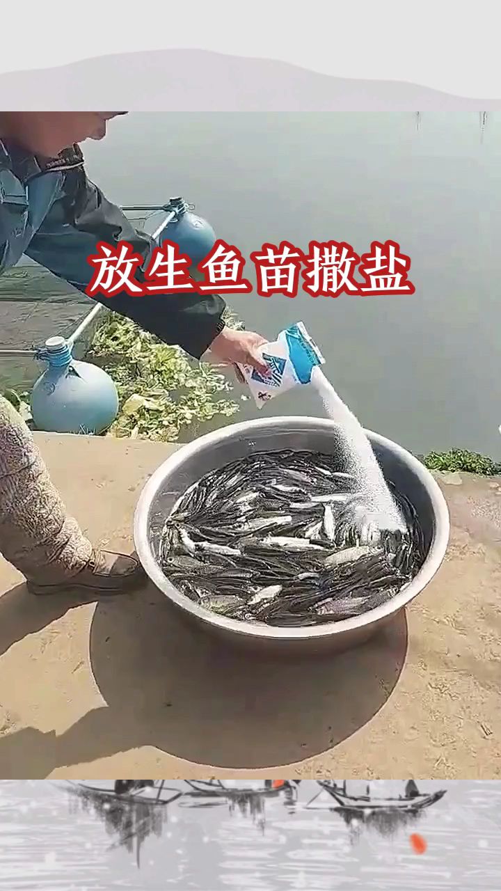 放生鱼苗撒盐,成活率很高