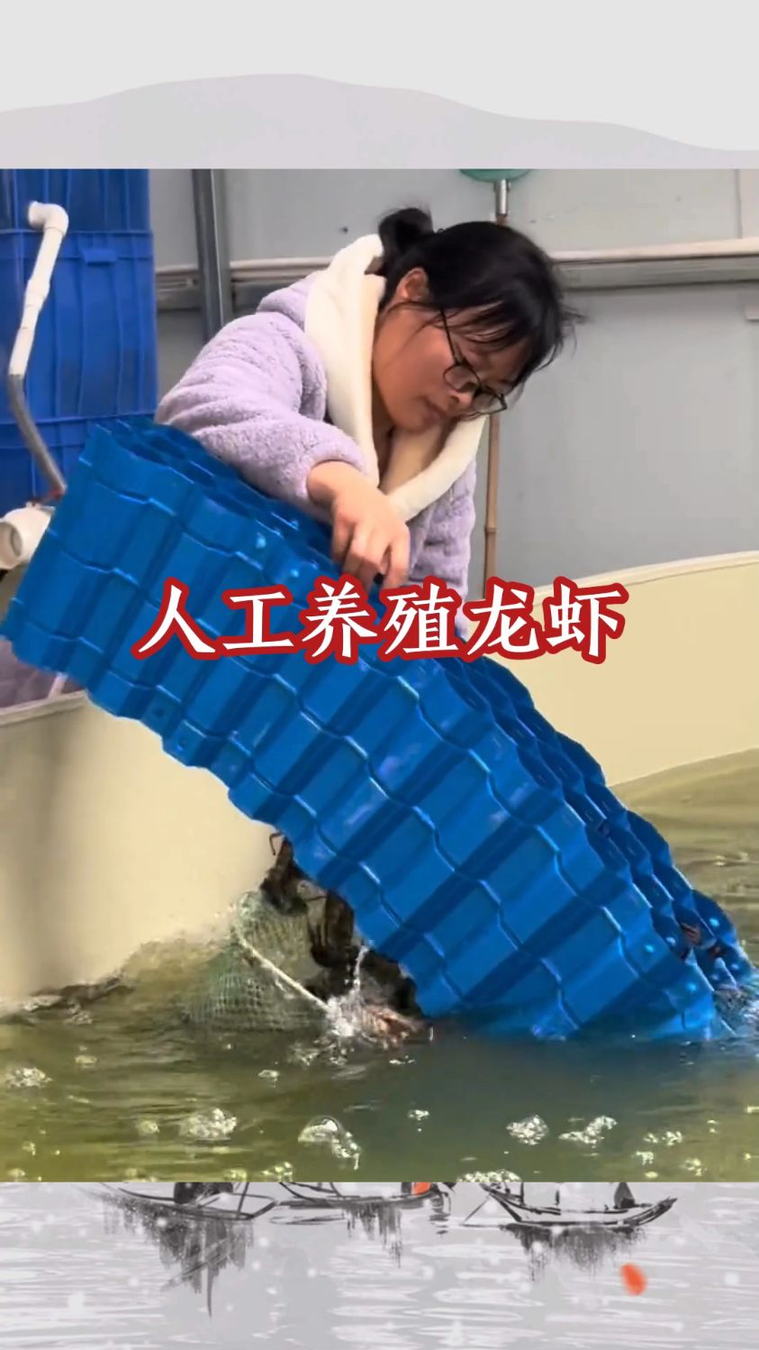 人工养殖龙虾,产量非常高