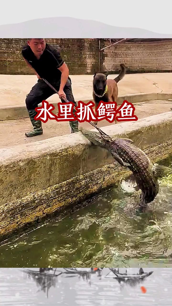 水里抓鳄鱼,死亡翻滚
