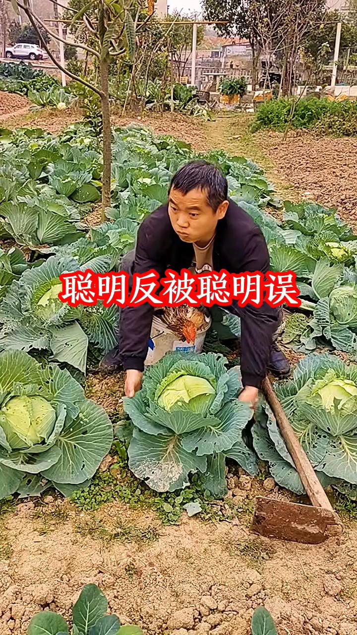 聪明反被聪明误,拔白菜浇水