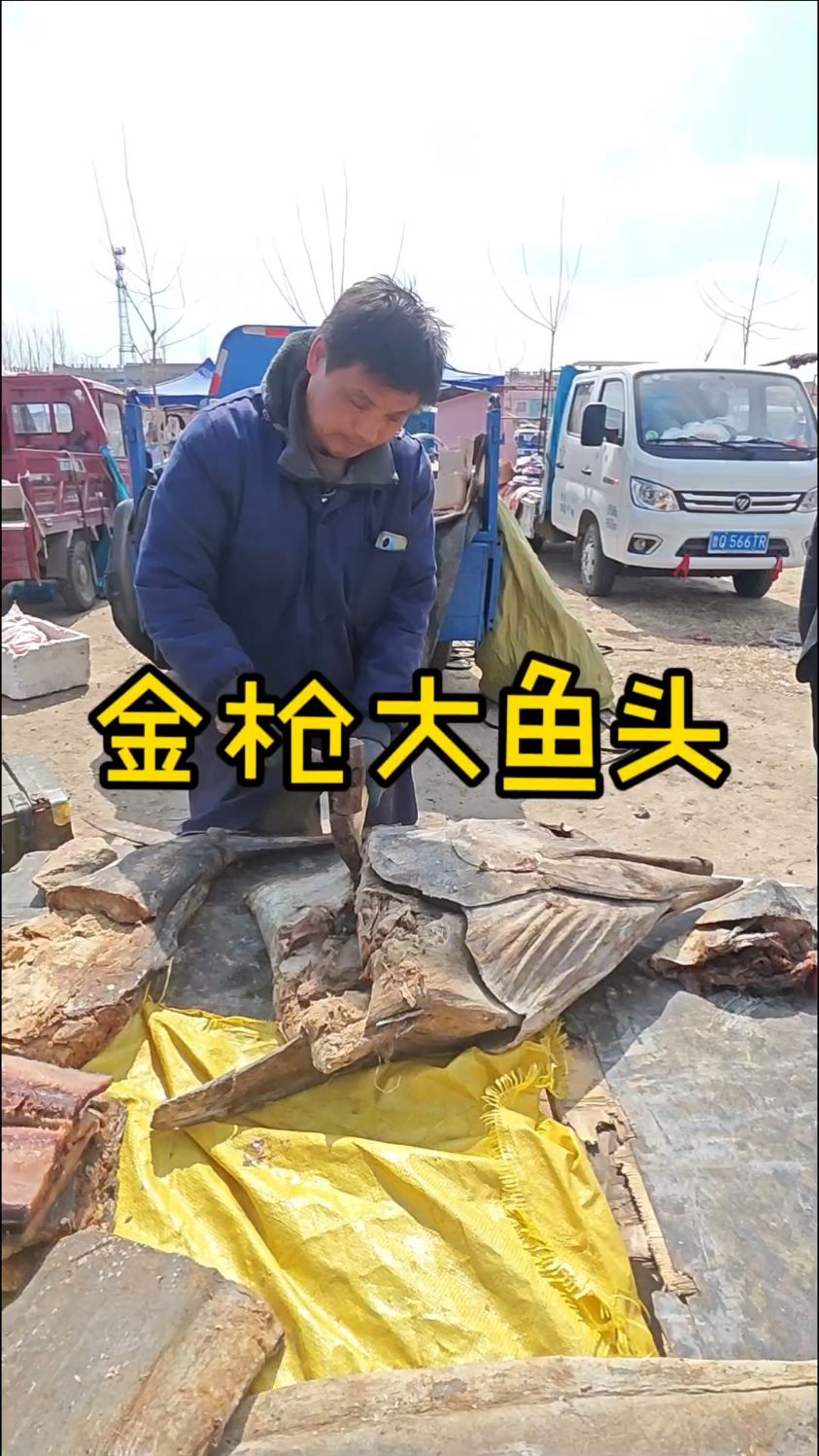 山东大集金枪鱼,百年僵尸大鱼头奇臭无比,你们吃过吗?