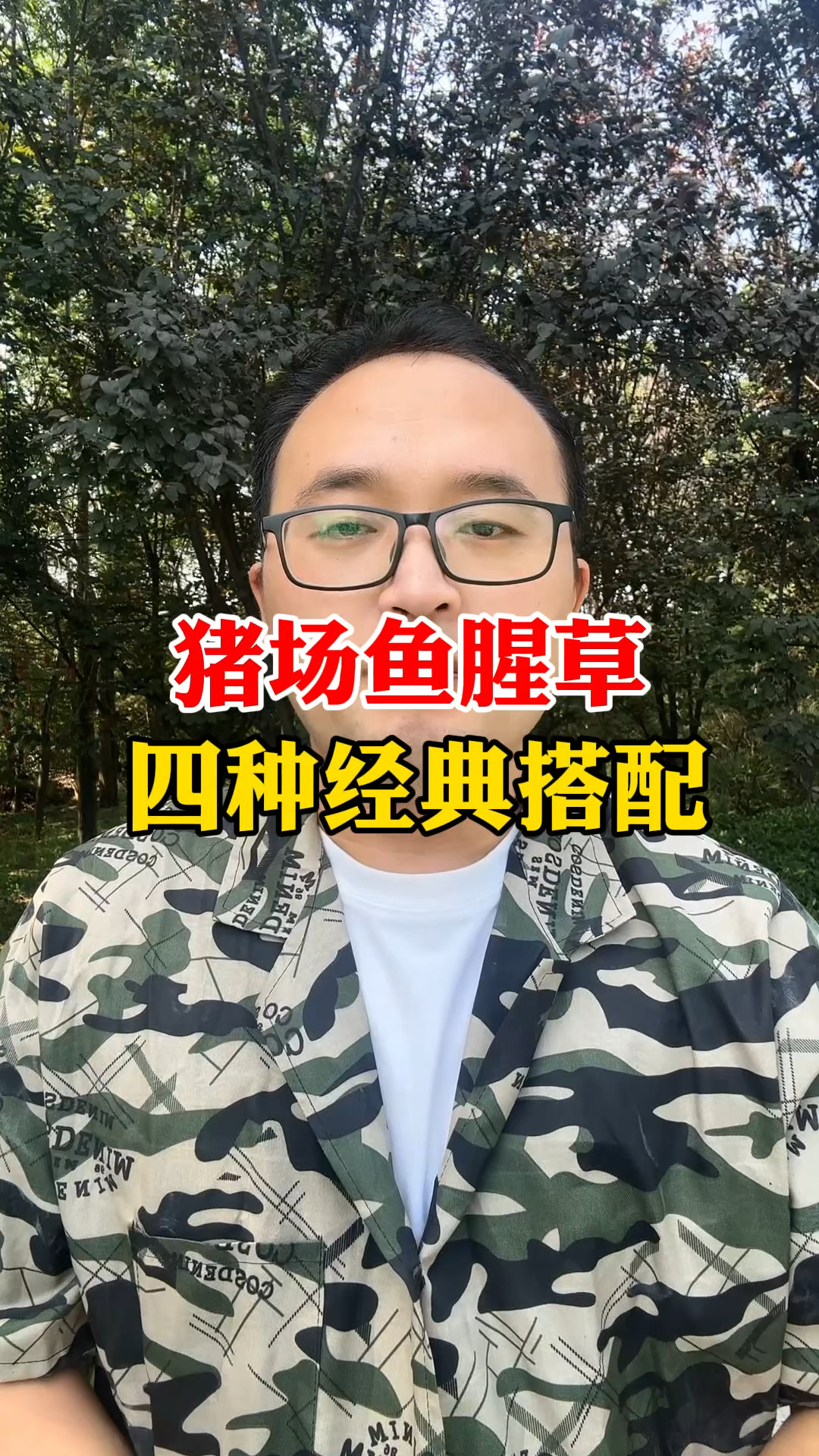 猪场鱼腥草四种经典搭配