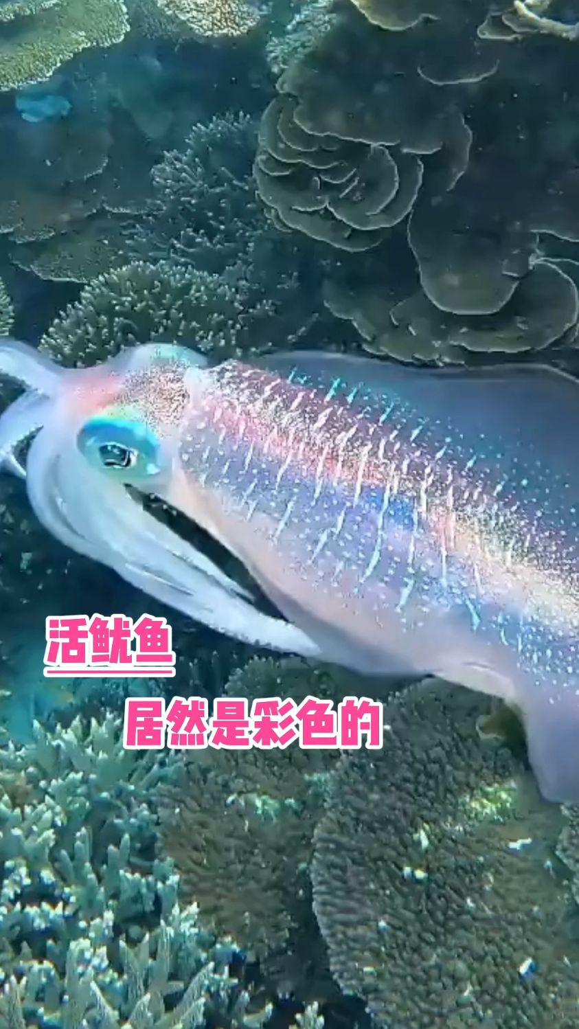 新鲜的鱿鱼居然是彩色的 #新鲜的鱿鱼