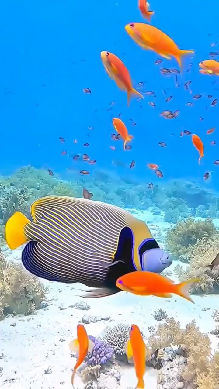 海边旅游海底世界各种鱼游动太美了
