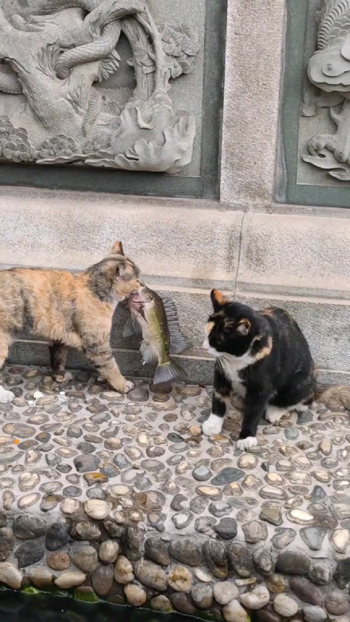 小猫咪抓鱼还是有一手的