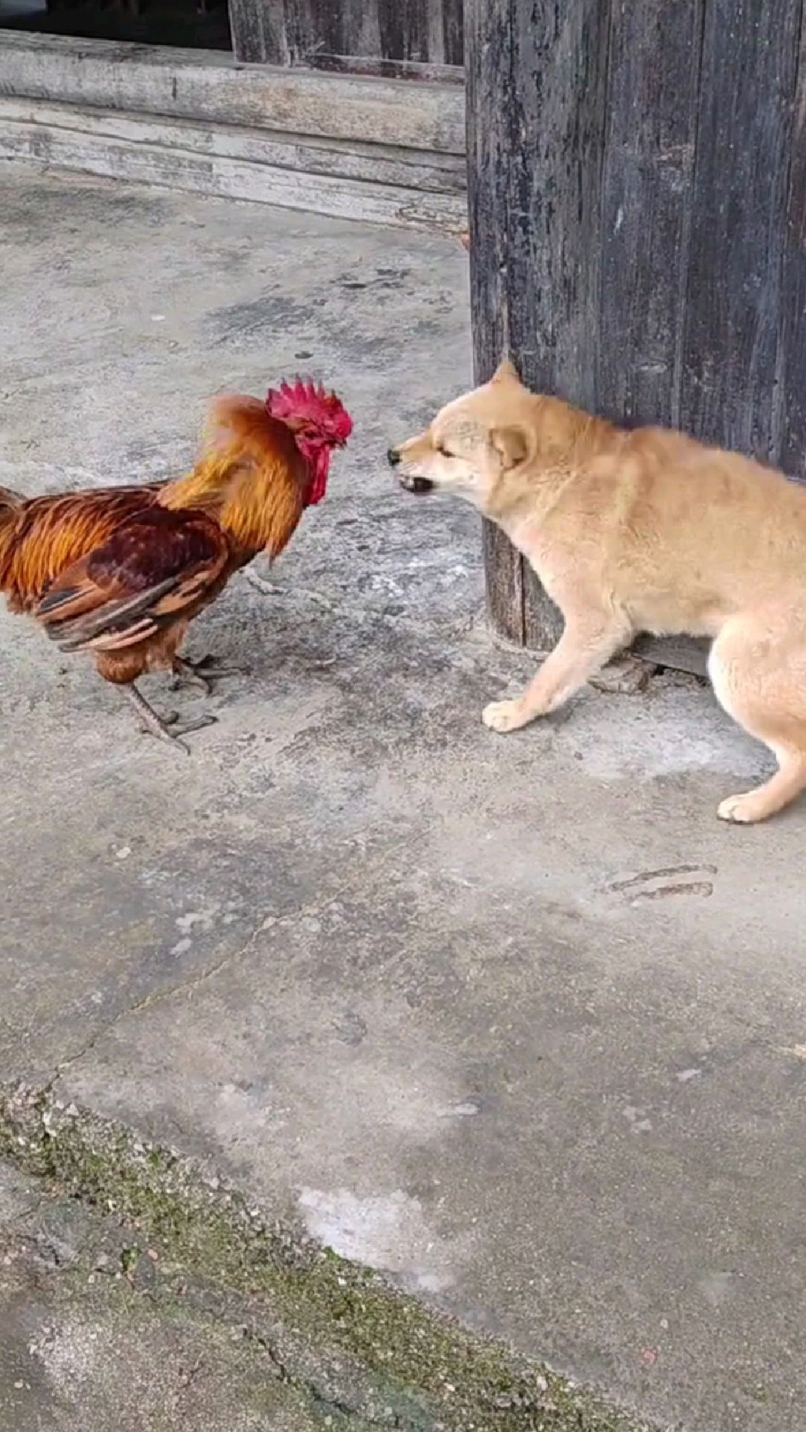狗狗和大公鸡打架