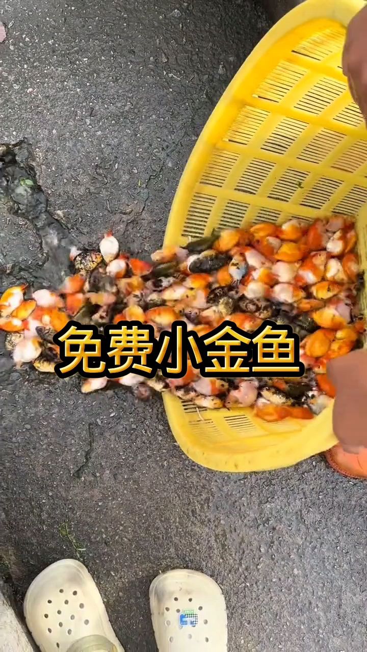 这么可爱的小金鱼，你们想要嘛