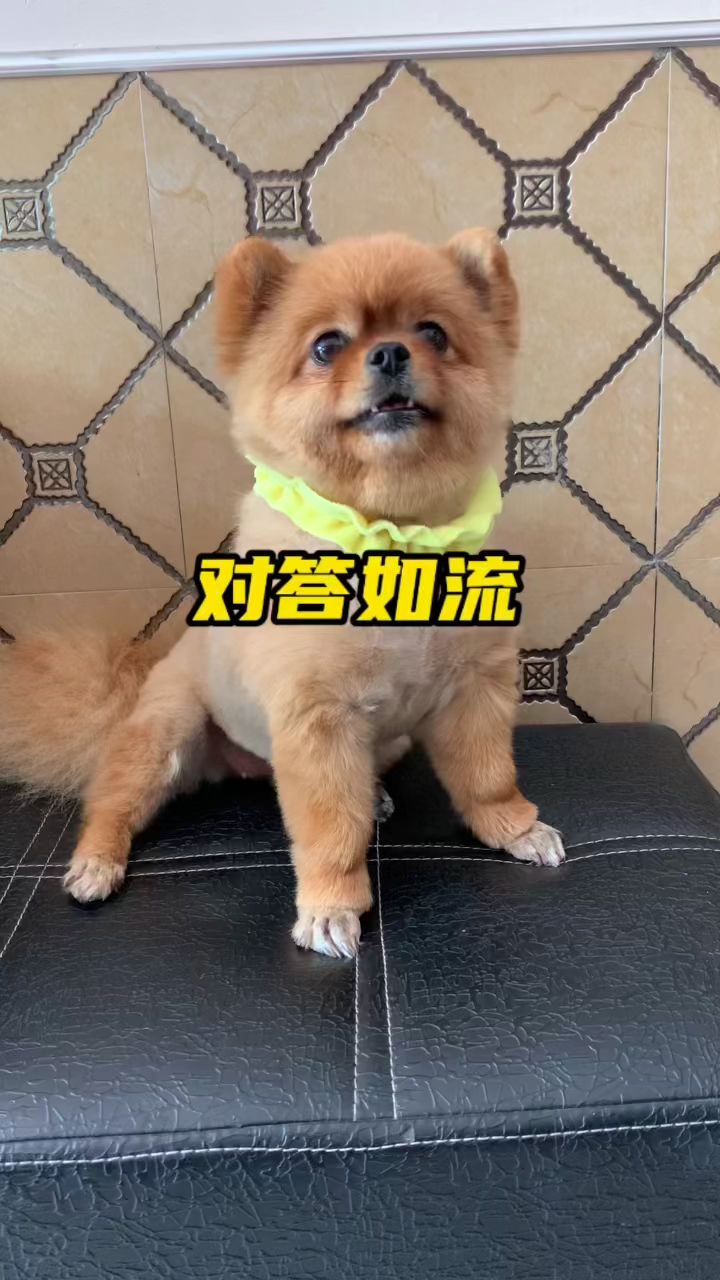 辣条对答如流,客厅可以直接上小学了!