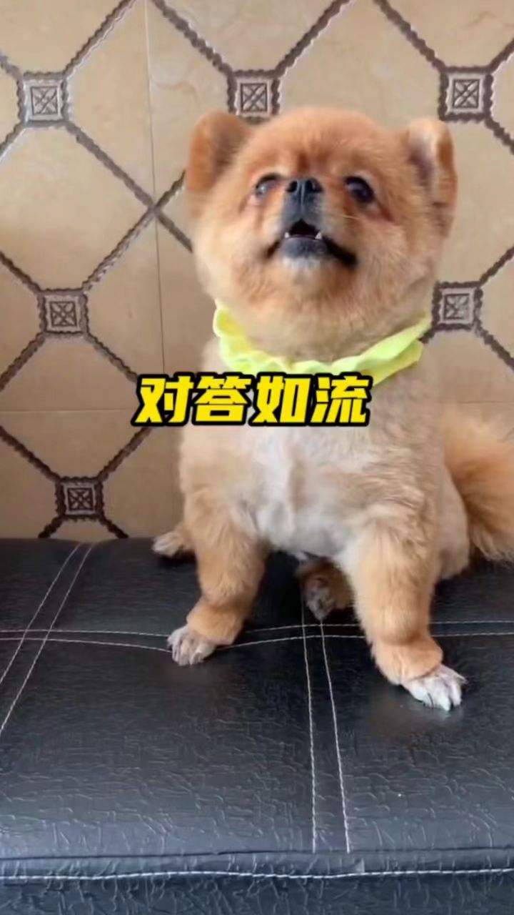 辣条对答如流，可以直接上小学了！