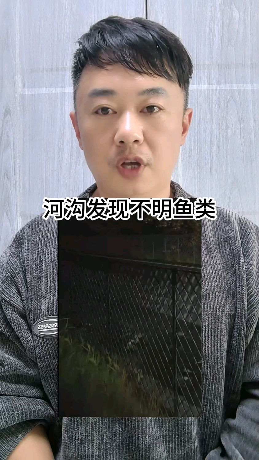 河沟发现不明鱼类