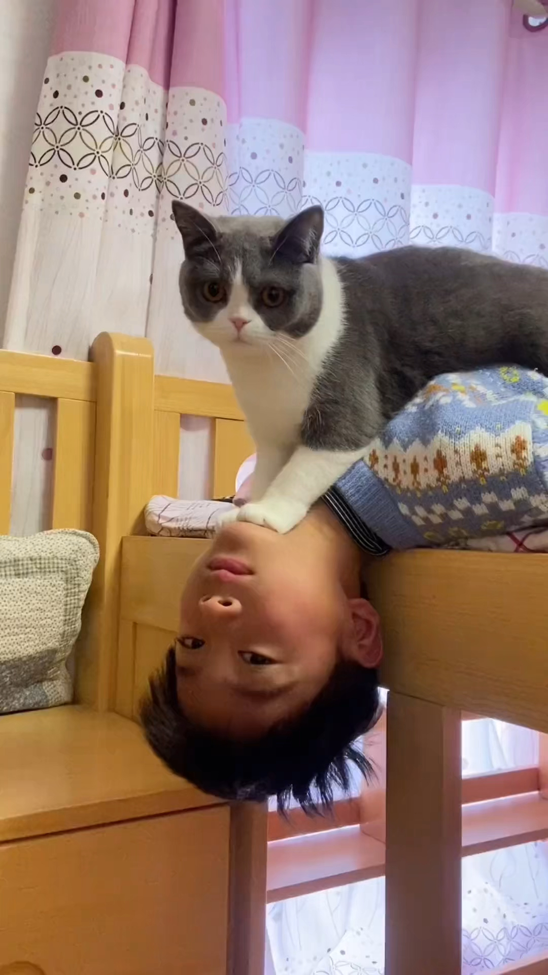 全网最粘人的猫咪，无时无刻都粘着小主人