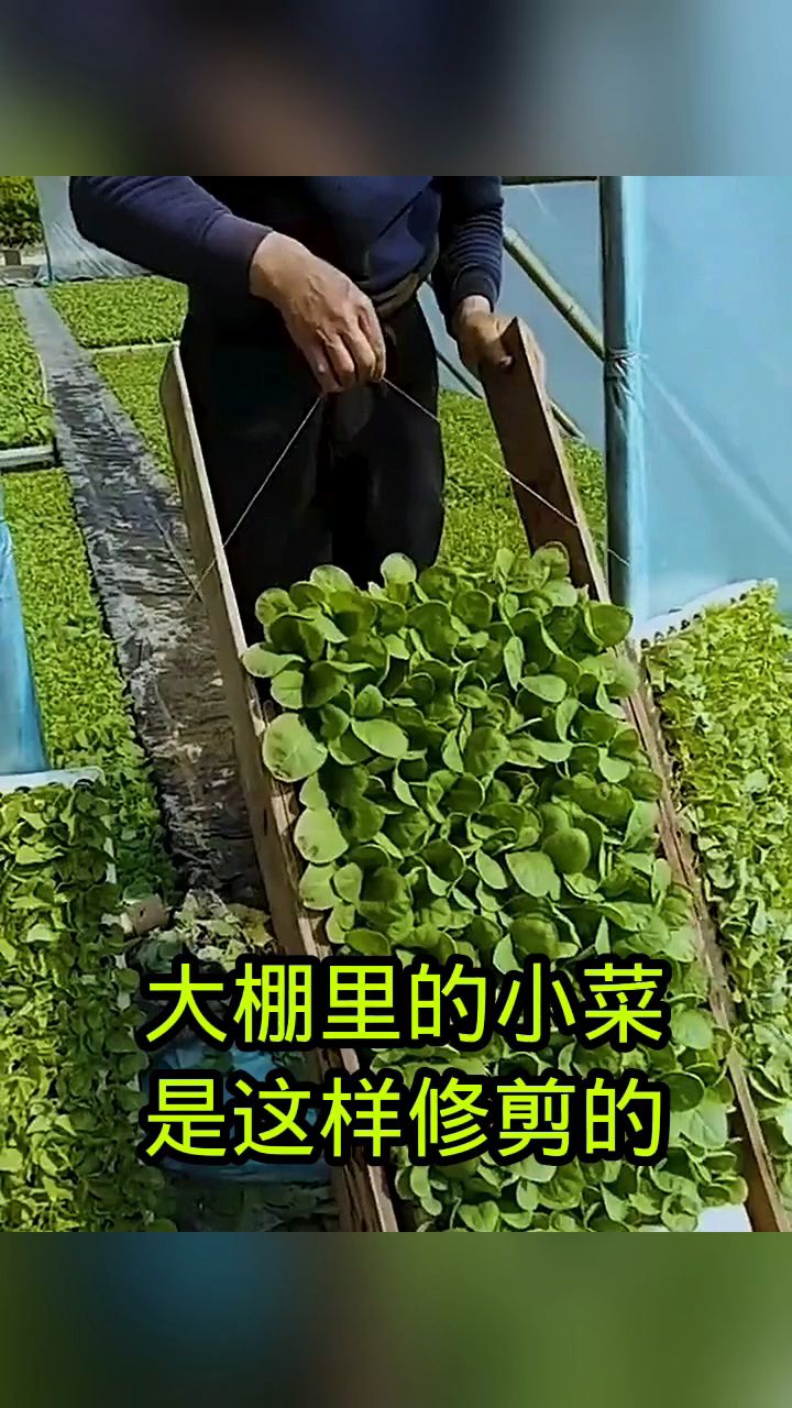 大棚里的小菜儿,原来是这样修剪的!