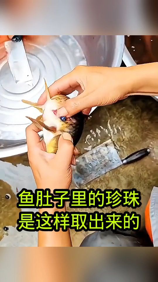 鱼肚子里的珍珠,原来是这样取出来的!