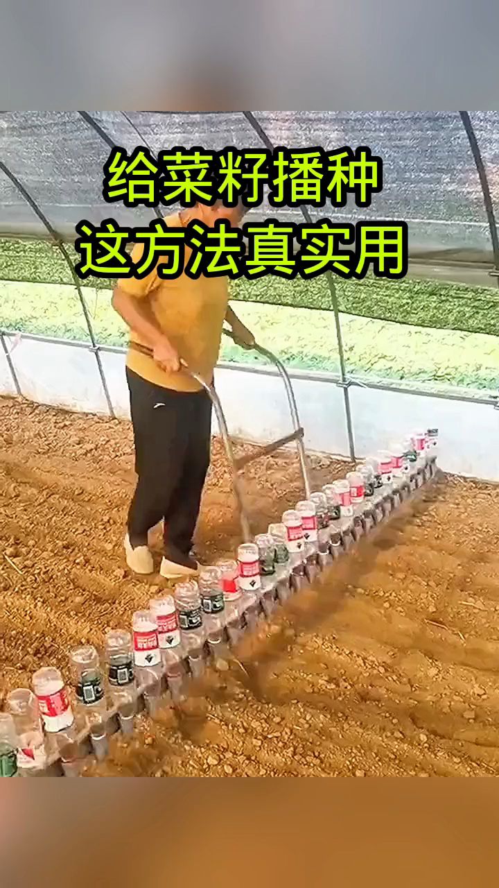 给菜籽播种,这个方法真实用!