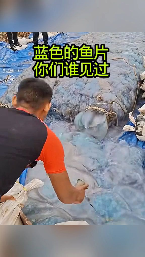蓝色的鱼片儿,你们谁见过?