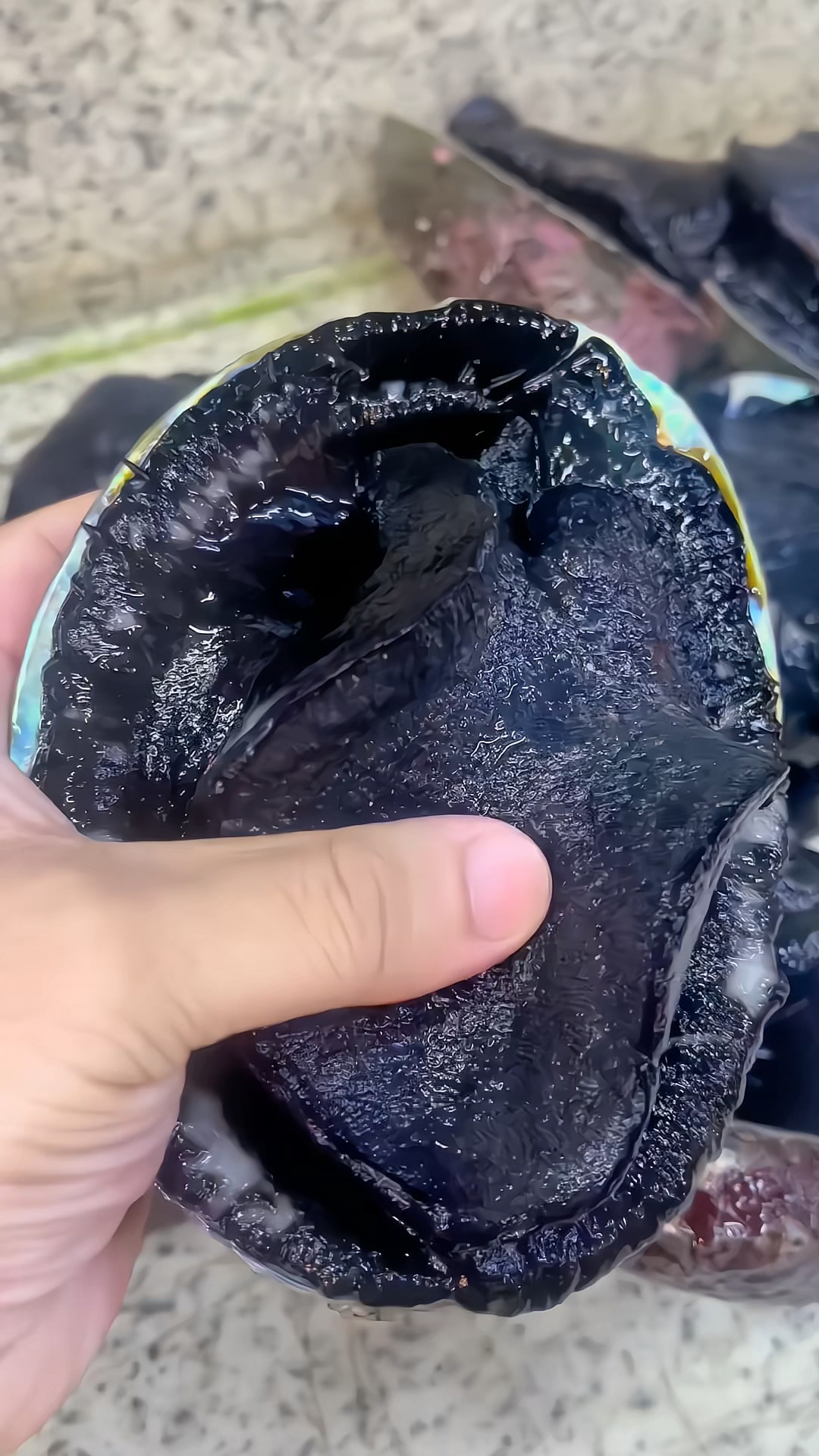 分享科普15种鲍鱼,你吃过几种鲍鱼?