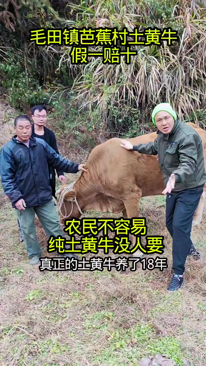 农民不容易，纯土黄牛居然没有人要