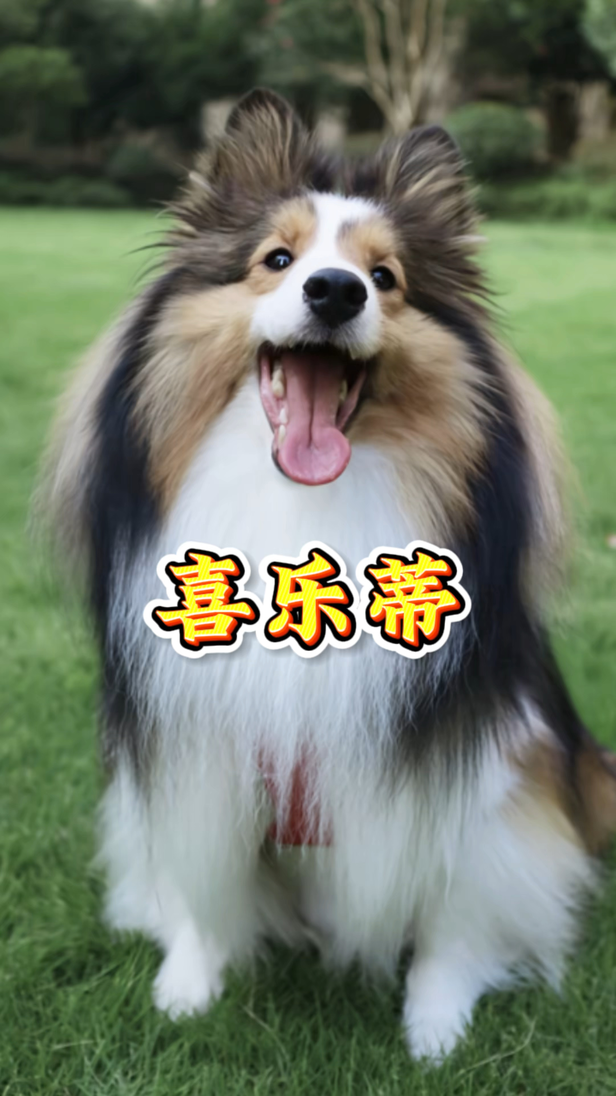 每天认识一种狗狗:喜乐蒂牧羊犬