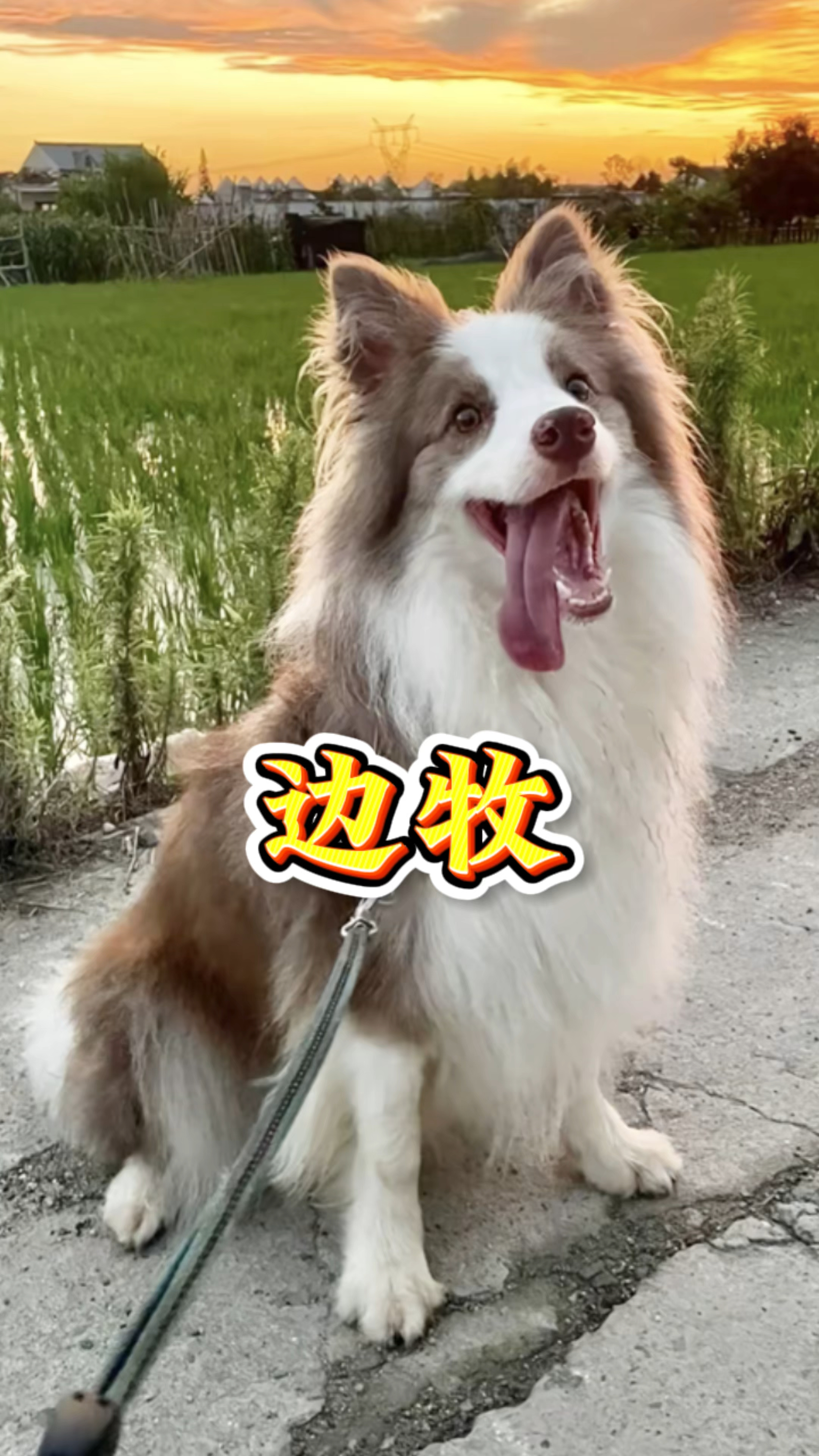 每天教你认识一种狗狗:#宠物知识 #狗 #边牧