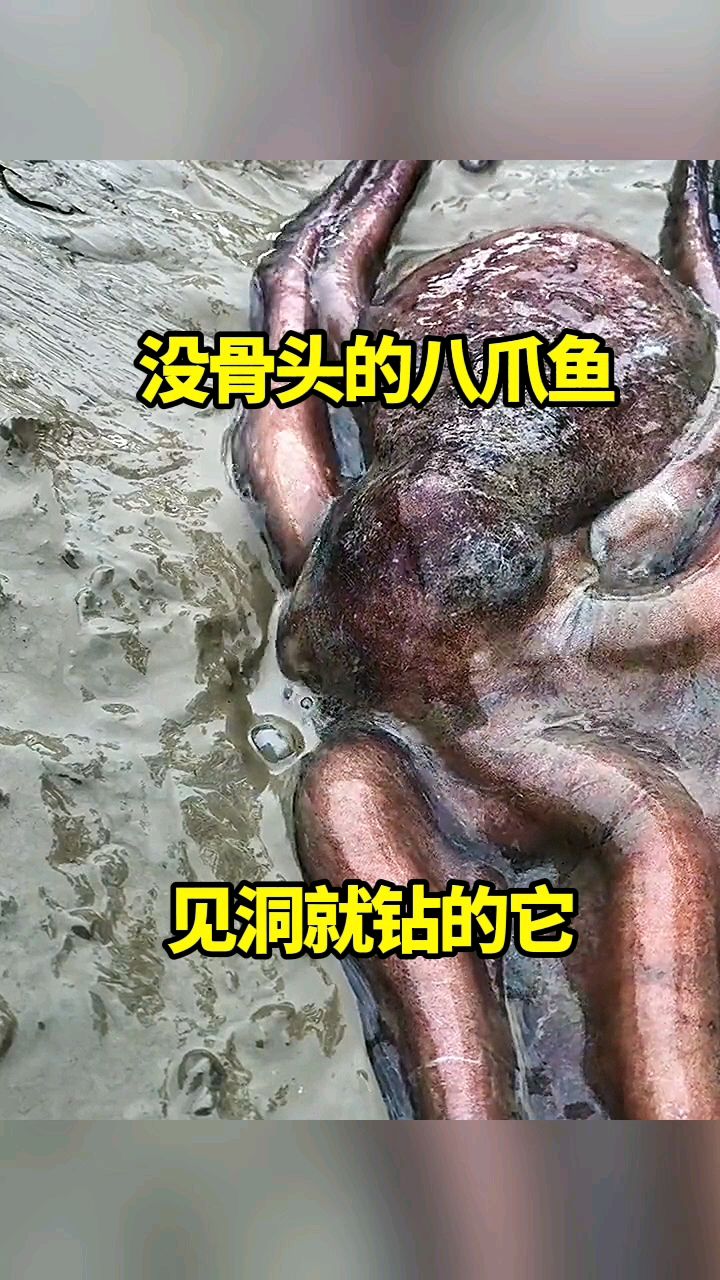 没骨头的八爪鱼，见洞就钻的它！