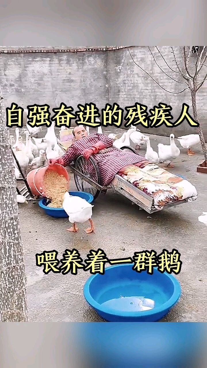 自强奋进的残疾人,喂养着一群鹅!