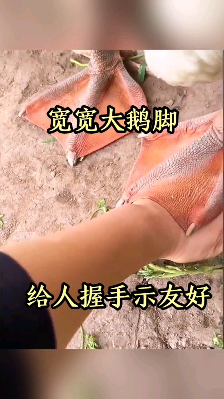 宽宽的大鹅脚,给人握手示友好!