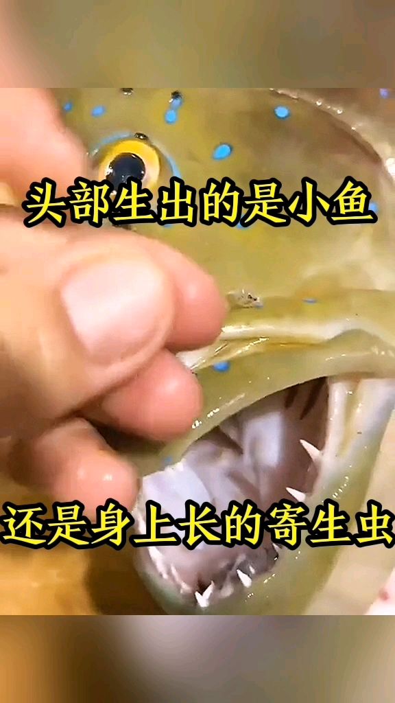 头部出生的是小鱼,还是身上长的寄生虫!