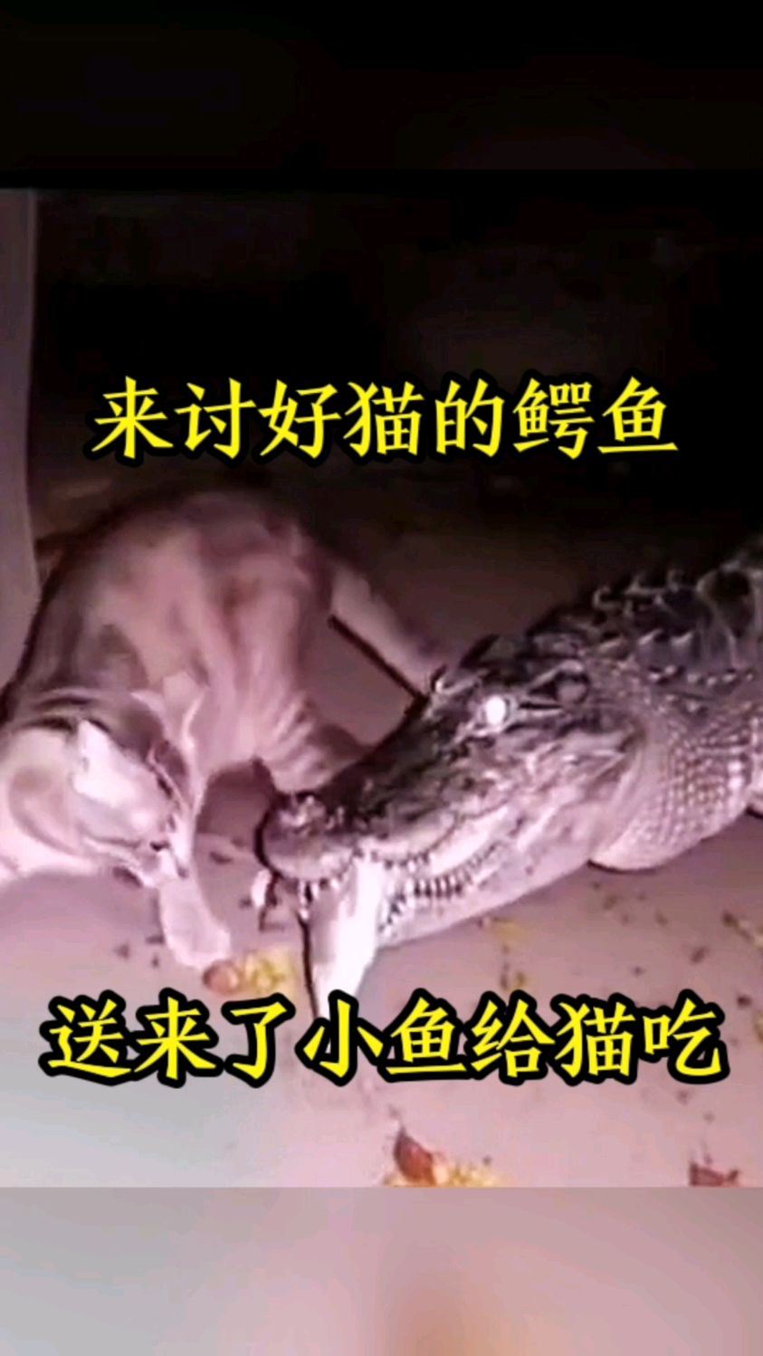 来讨好猫的鳄鱼,送来了小鱼给猫吃!
