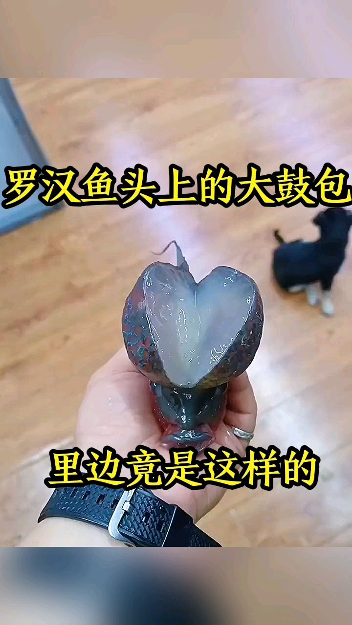 罗汉鱼头上的大鼓包,里边竟是这样的!