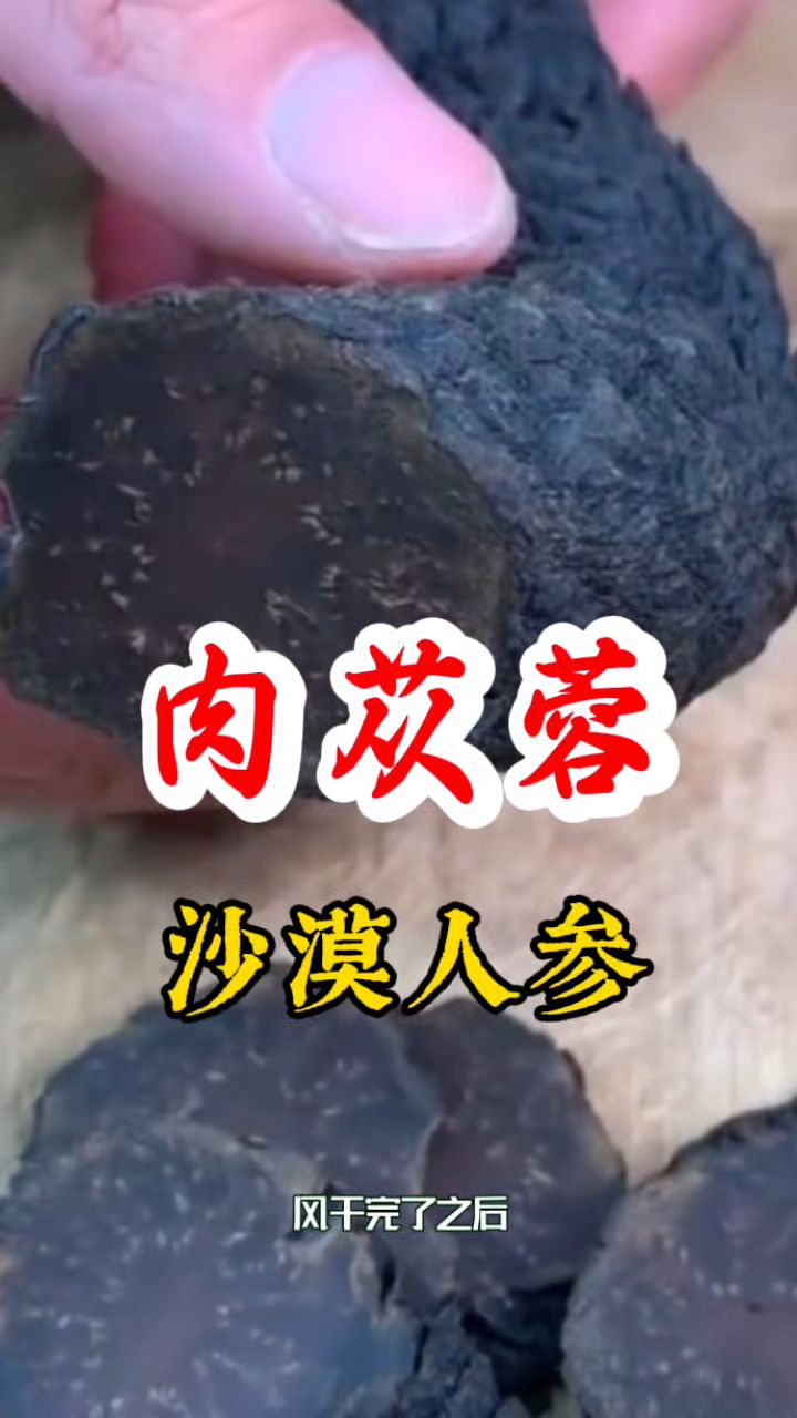“沙漠人参”【肉苁蓉】,泡水泡酒真不赖!