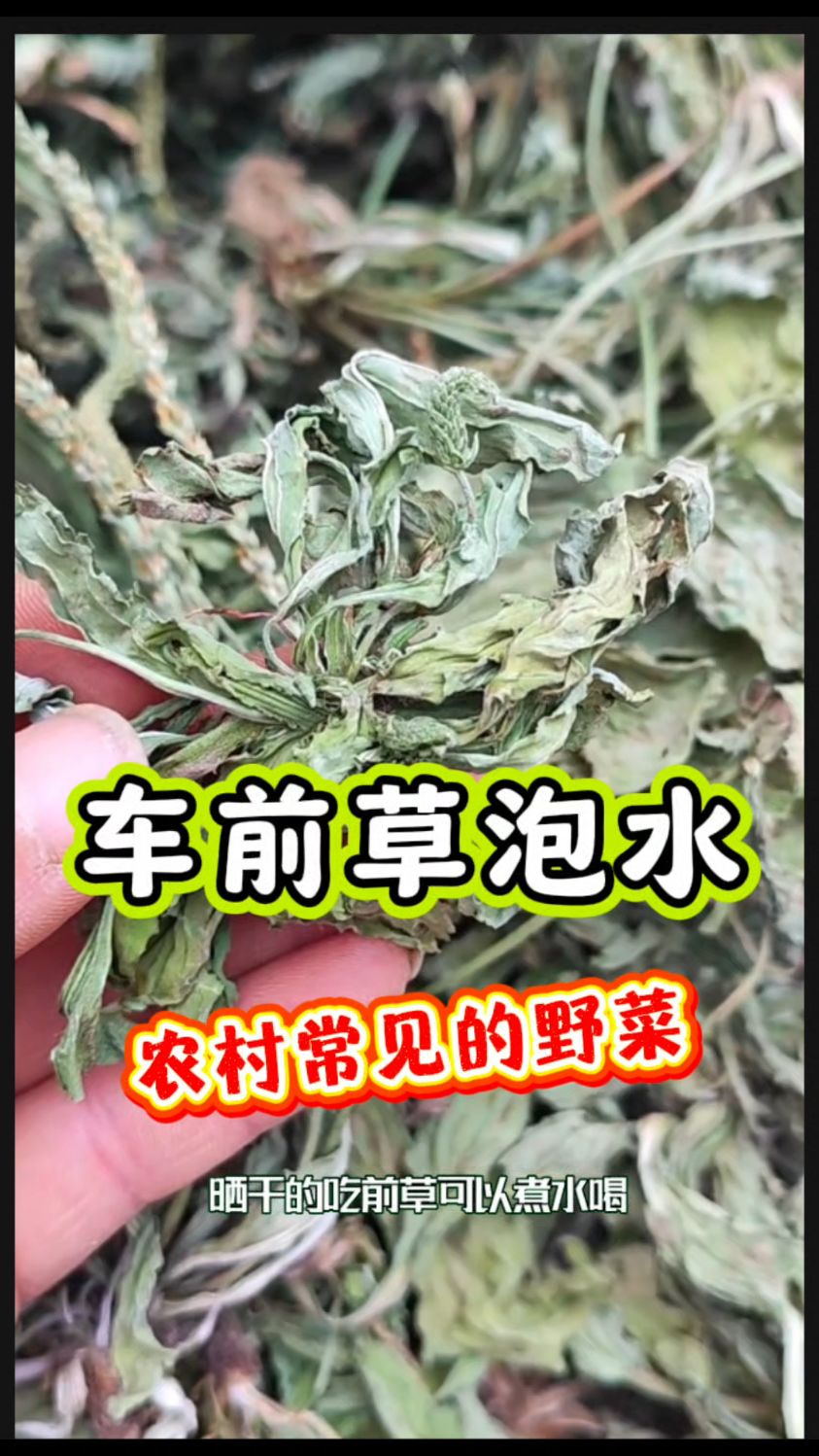 农村常见的【车前草】，泡水喝有大用