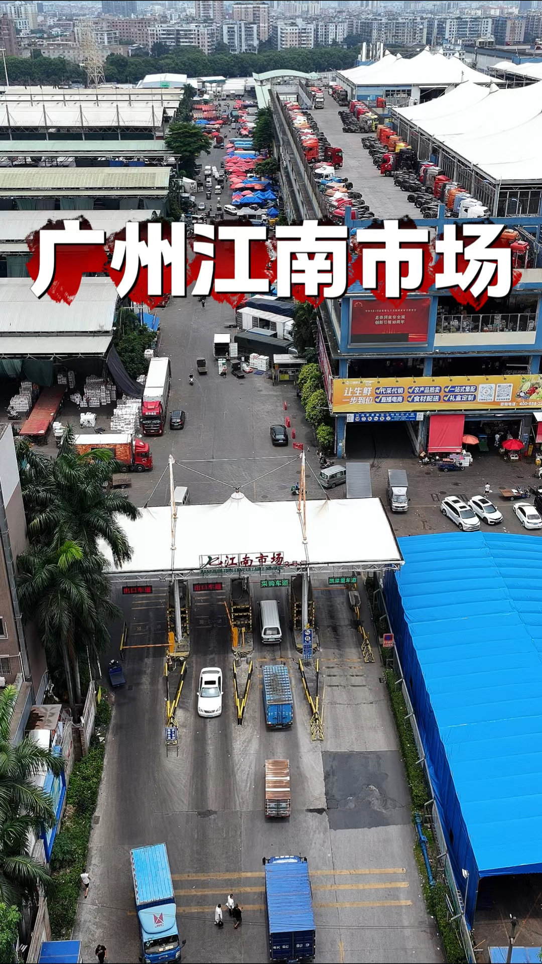 这里汇聚了来自世界各地的农产品,这就是广州江南果蔬批发市