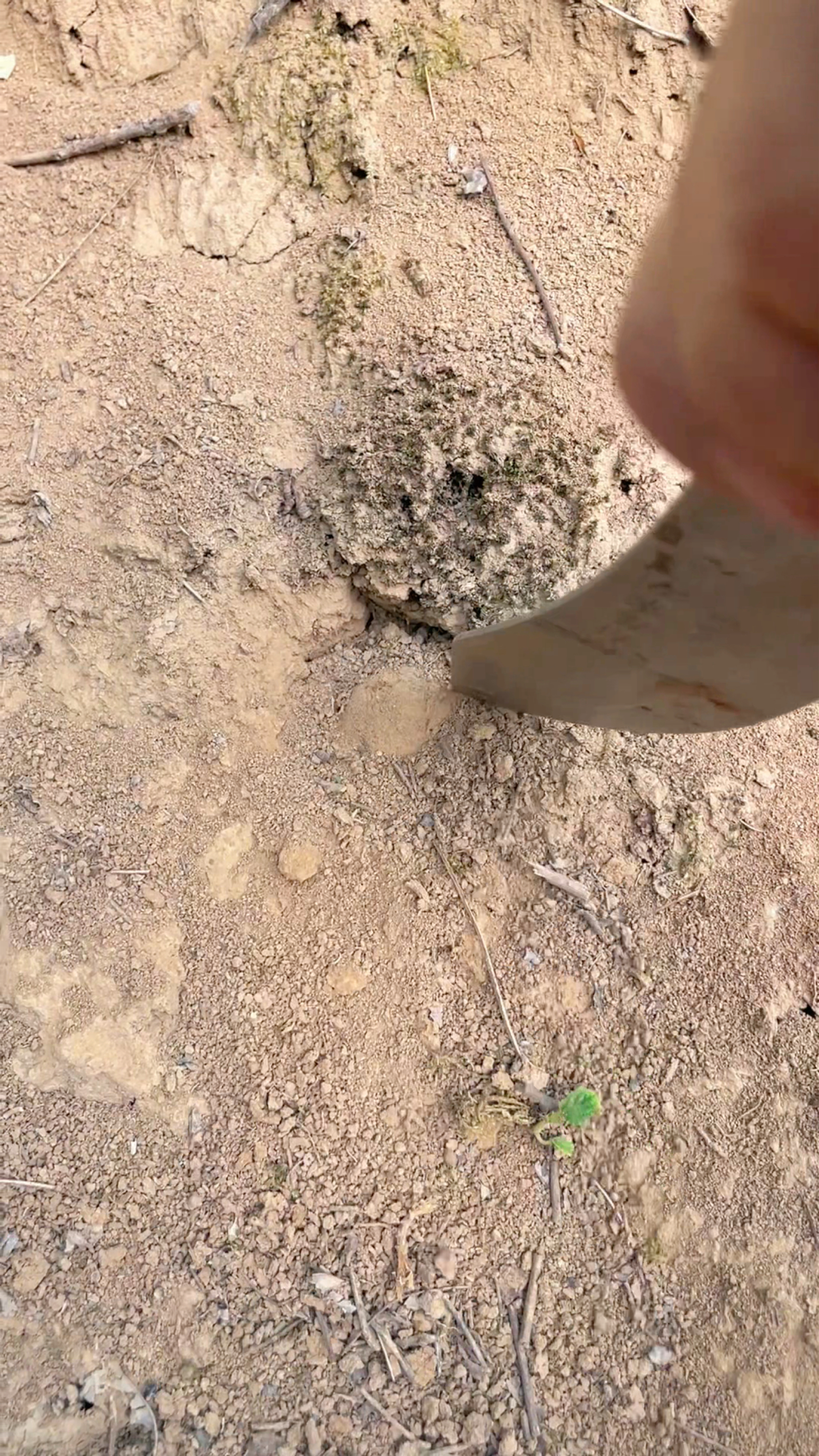 户外偶遇发掘的美食,莫非这就是宫廷御用糕点?