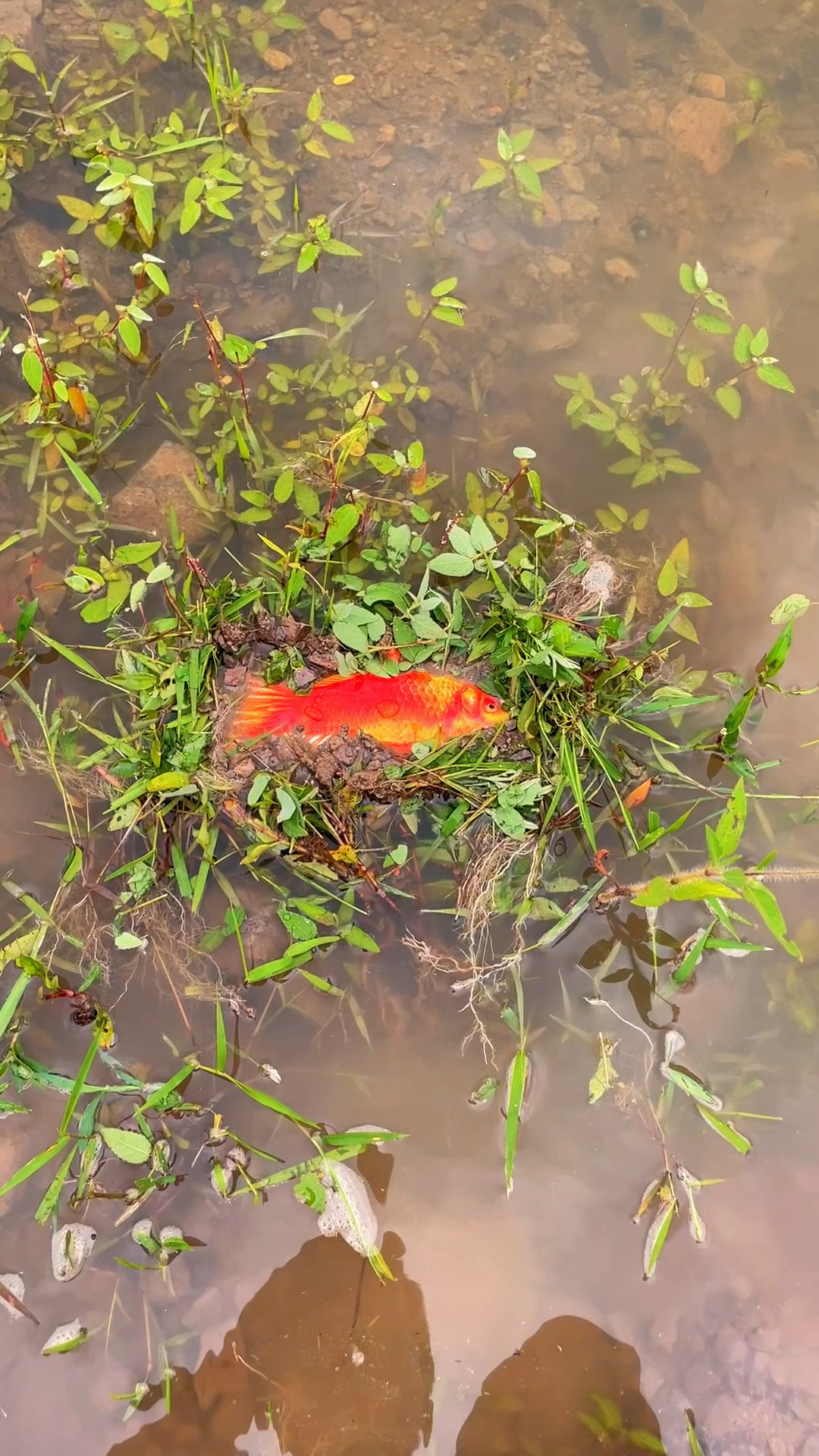 户外偶遇的红色鲫鱼美食,原来这是我儿时味道,你们吃过吗?
