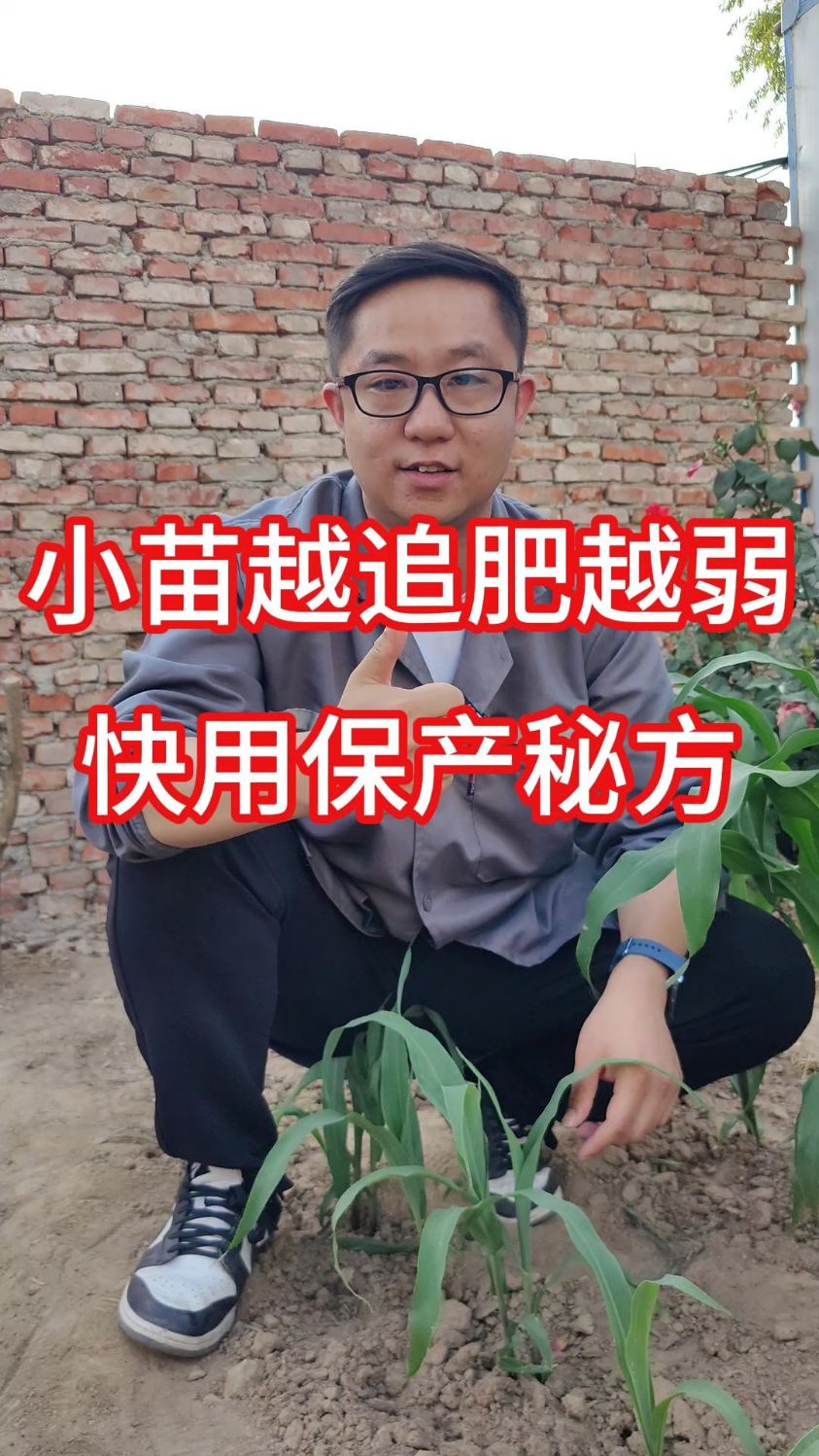 小苗越追肥苗就越弱