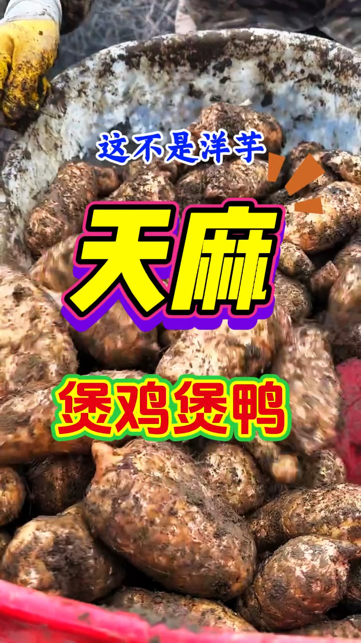 新鲜的天麻煲鸡煲鸭,鲜甜可口,非常美味!