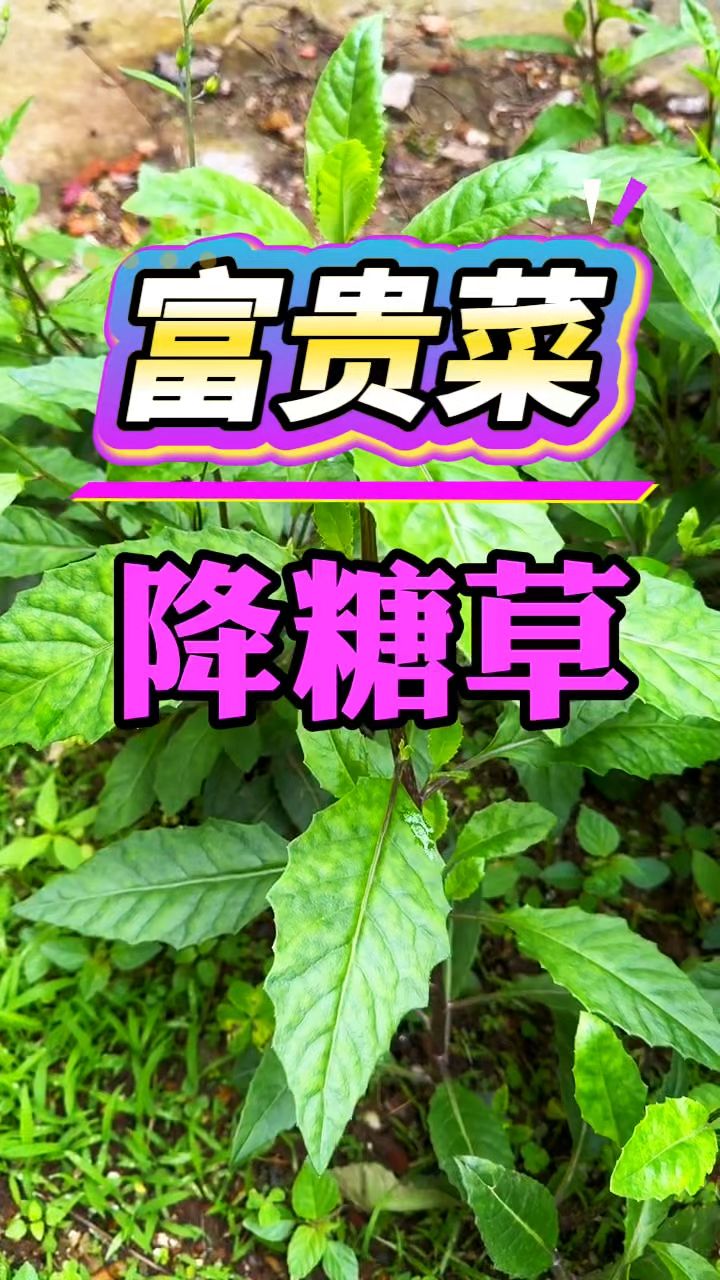 富贵菜你知道吗?它是天然胰岛素。