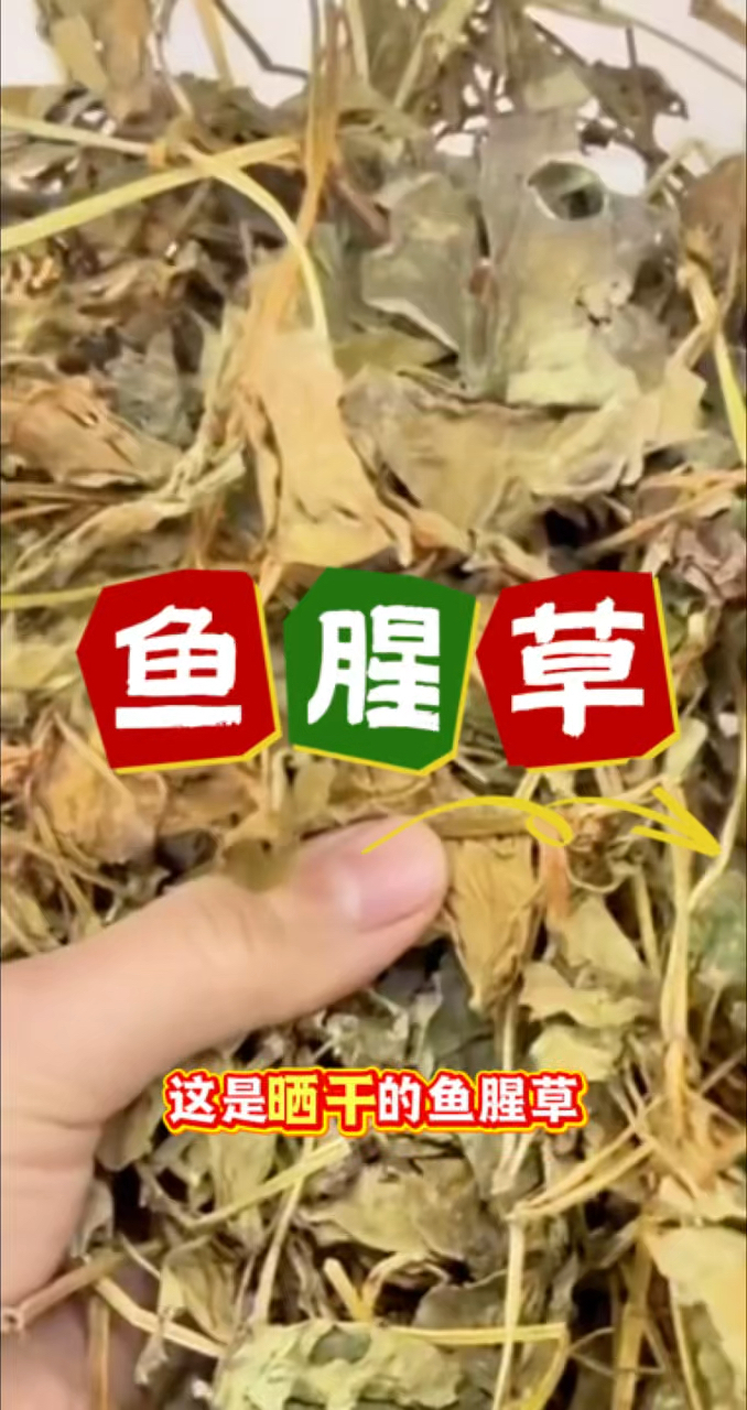 鱼腥草是好东西,泡水喝好处多