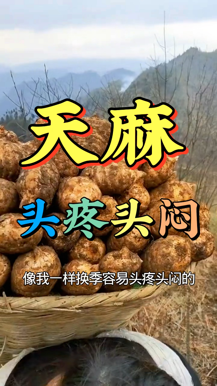 天麻搭配乌鸡煲汤,给你意想不到的收获